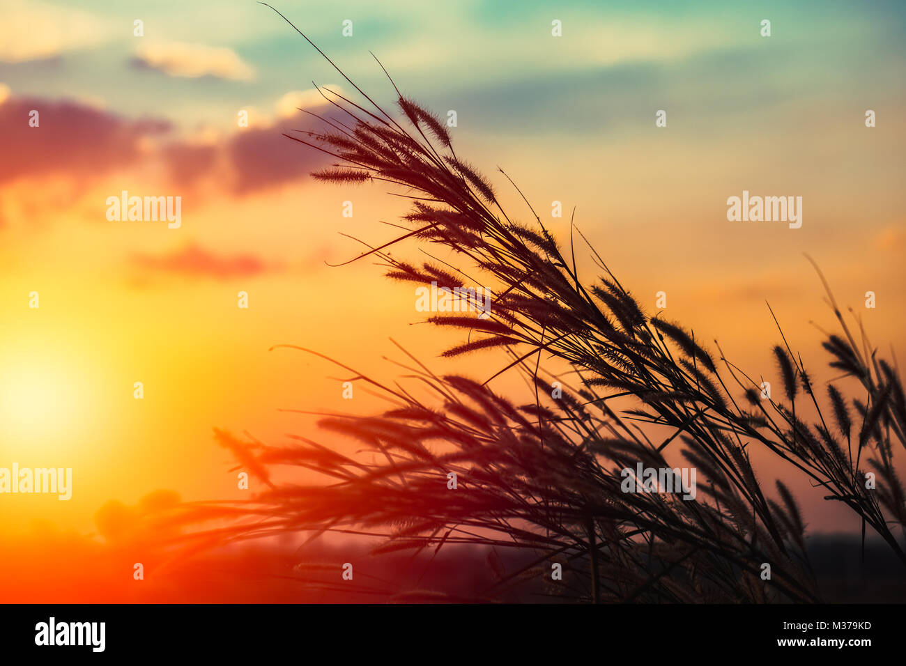 Feder Gras Blume Sonnenuntergang silhouette Landschaft Landschaft. Stockfoto