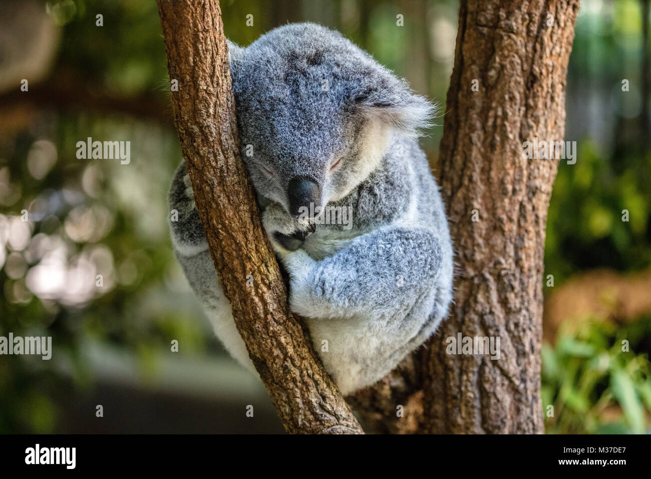 Schlafenden koala auf einem Eukalyptusbaum, Queensland, Australien Stockfoto