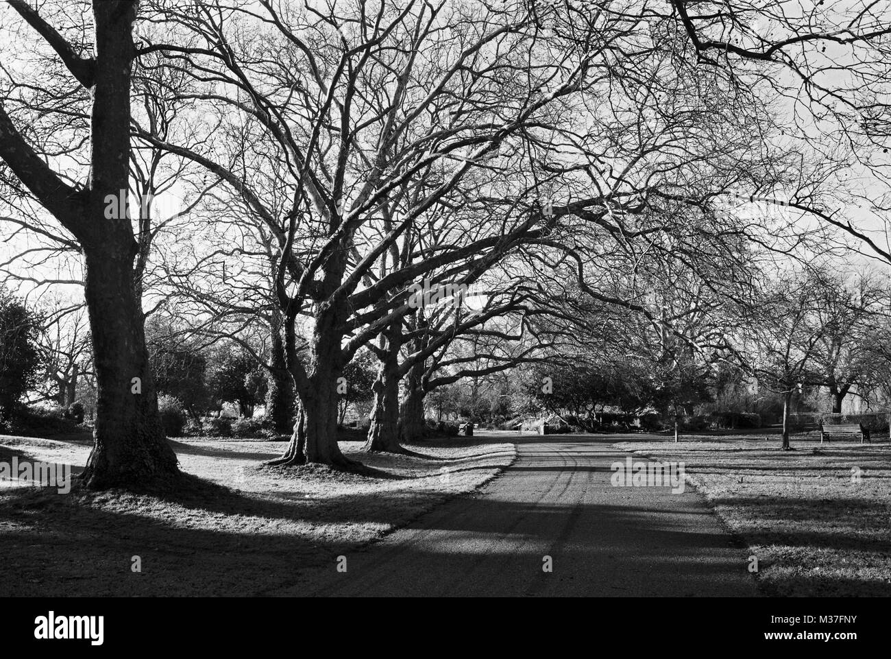 Bäume in Finsbury Park, North London UK, im Winter Stockfoto