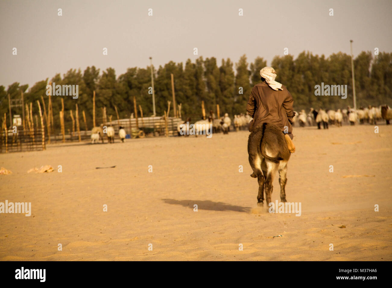 Beduinemann Reiten Esel Stockfoto