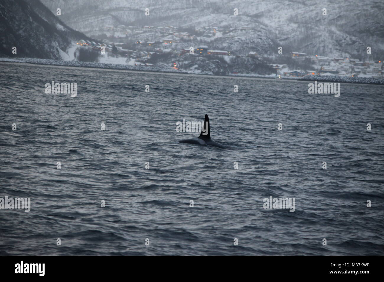 Schwertwale, Orcinus orca, Fjorde, Tromsø Tromsø, Norwegen, Europa Stockfoto