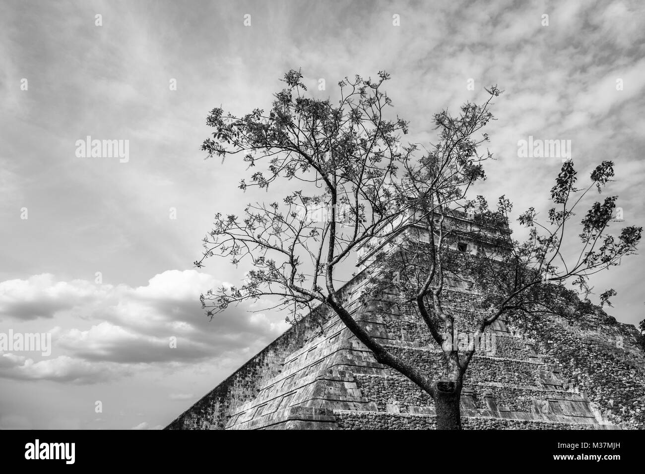 Maya Tempel des Kukulcan oder das Schloss, das Zentrum der Chichen Itza Archaeological Site und Baum im Vordergrund, Yucatan, Mexiko Stockfoto