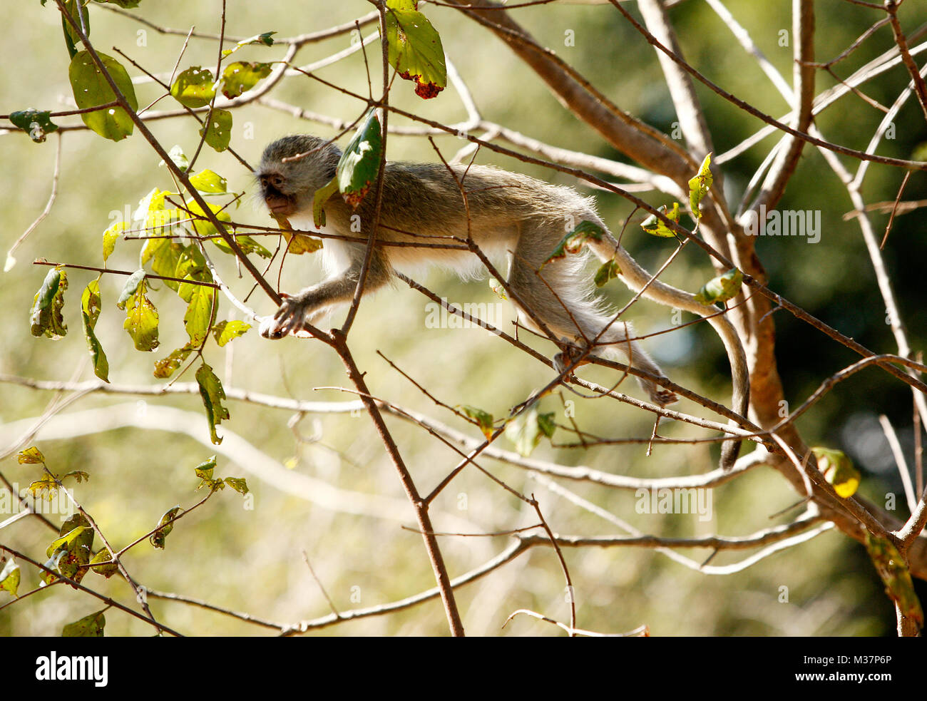 Chacma Baboon im Wilden in Südafrika Stockfoto