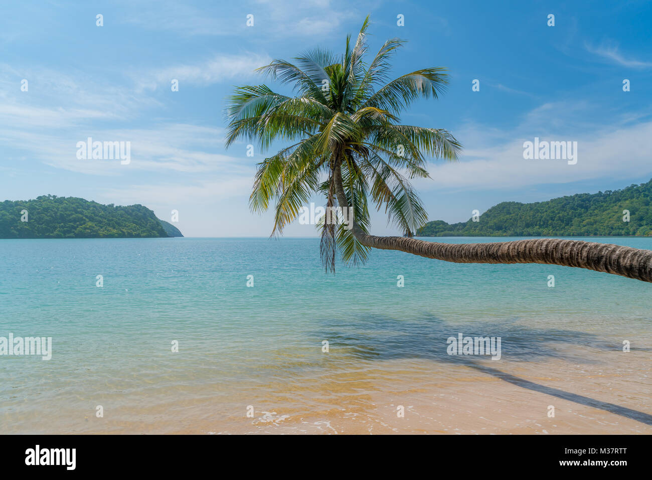 Coconut Palm Tree über Sommer Strand Meer in Phuket, Thailand. Sommer, Reisen, Ferien und Urlaub Konzept Stockfoto