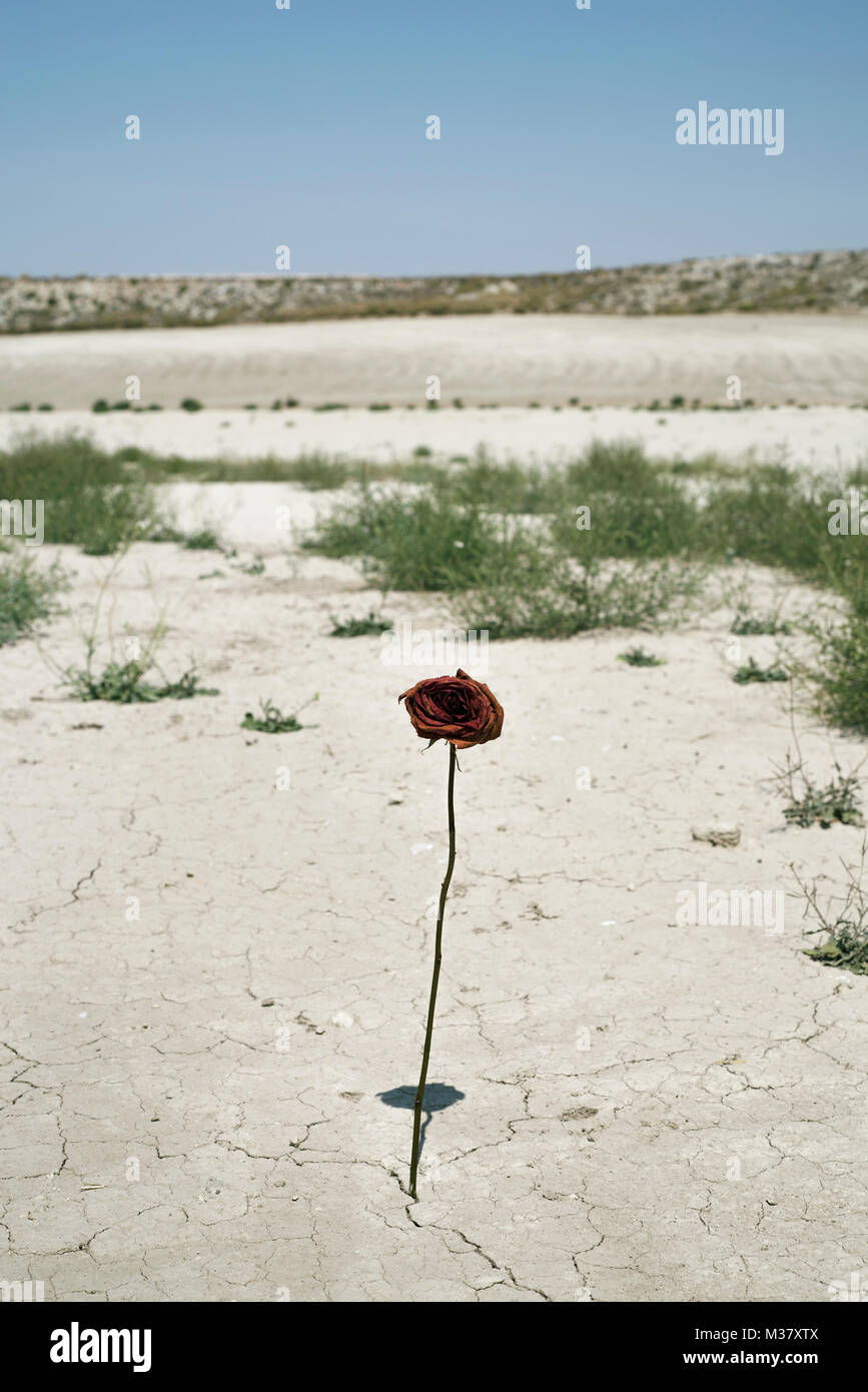 Nahaufnahme von einem trockenen roten Rose in der Risse im Boden von einer Wüstenlandschaft Stockfoto