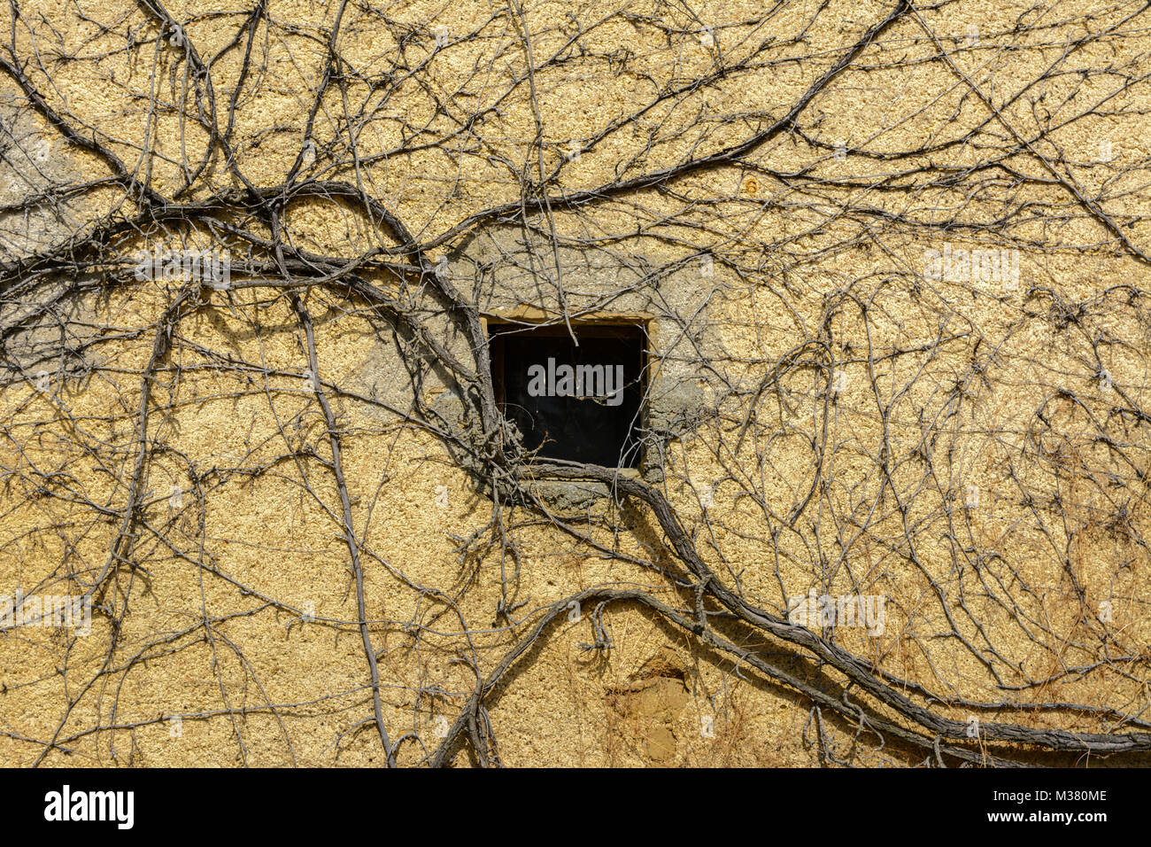 Zweige eines Baumes wachsen auf einer alten Mauer in Nantes, Gers (Gascogne), Occitanie (Midi-Pyrénées), im Südwesten von Frankreich Stockfoto