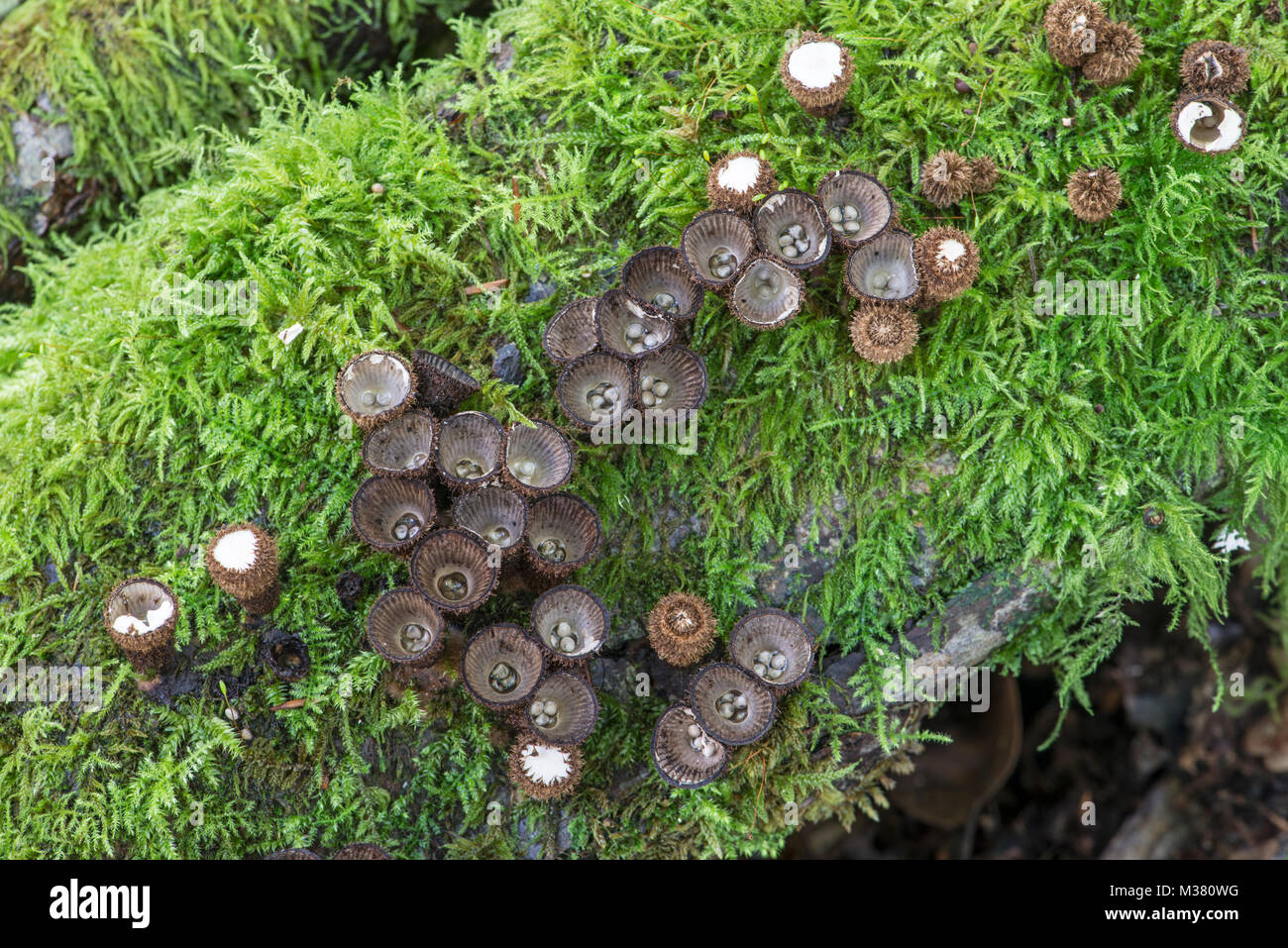 Der geriffelte Vogelnest Pilz: Cyathus striatus. Sussex, UK. Stockfoto