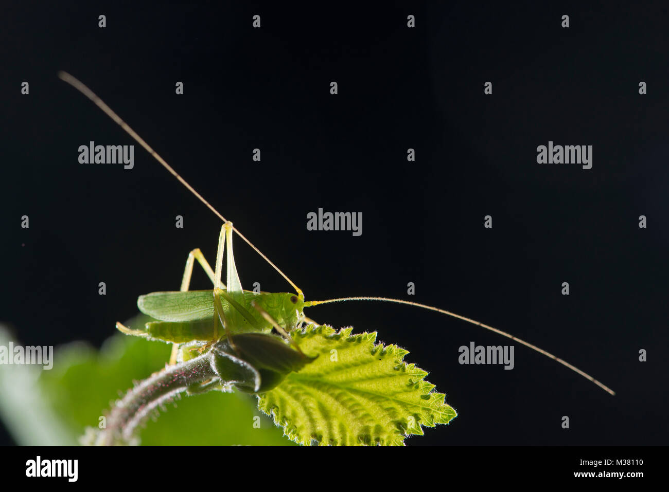 Bush-Cricket: unid sp. Familie: tettigoniidae. Übersicht langen Fühler. Stockfoto