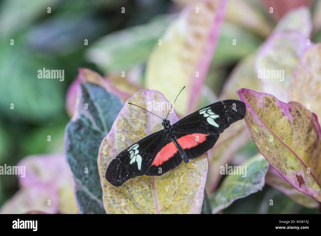 Montane Longwing Butterfly: Heliconius clysonymus. Schmetterlingshaus, Surrey, Großbritannien. Stockfoto