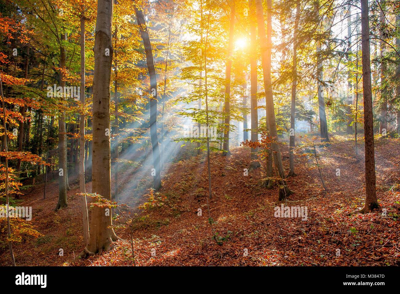 Wald voller Farben des Herbstes Stockfoto