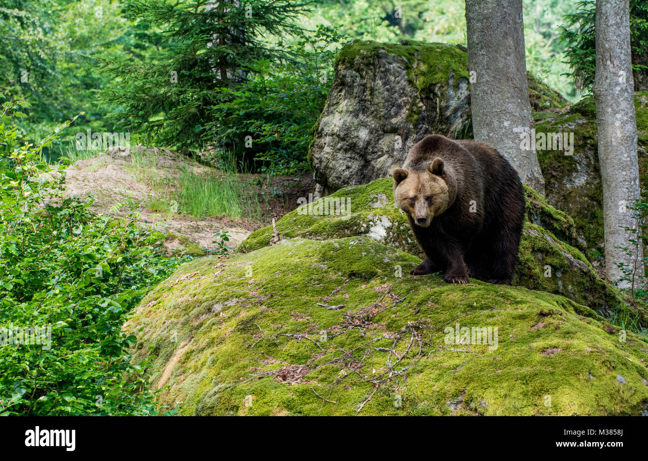 Europäische Braunbären auf Moos bedeckt Rock Stockfoto