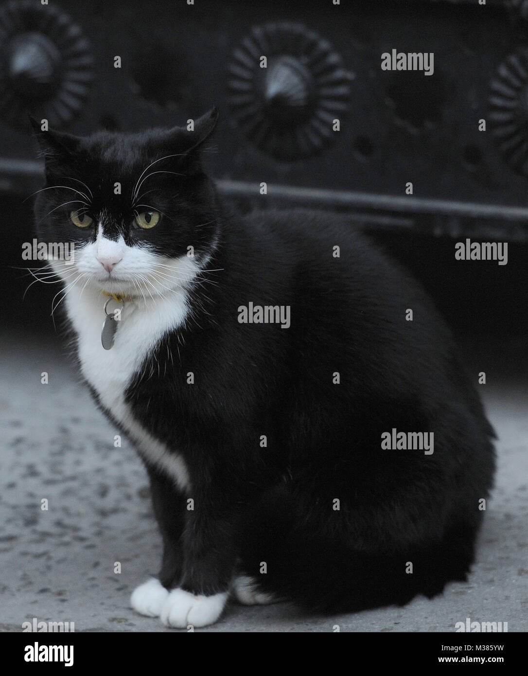 Chief mouser" Palmerston, eine Rettung Katze von Battersea Hunde und Katzen, die an das Außenministerium in London, im Büro des Ständigen befindet sich Staatssekretär, sitzt in Downing Street, London. Stockfoto