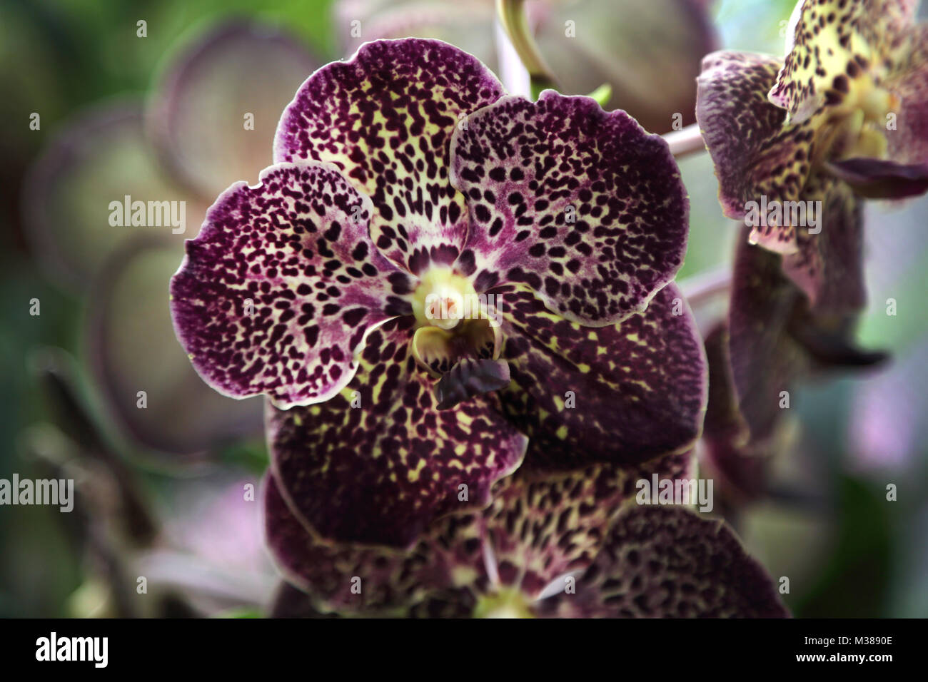 Peradeniya Kandy Zentralprovinz Sri Lanka Peradeniya Royal Botanic Gardens Orchid House Vanda Orchid Stockfoto