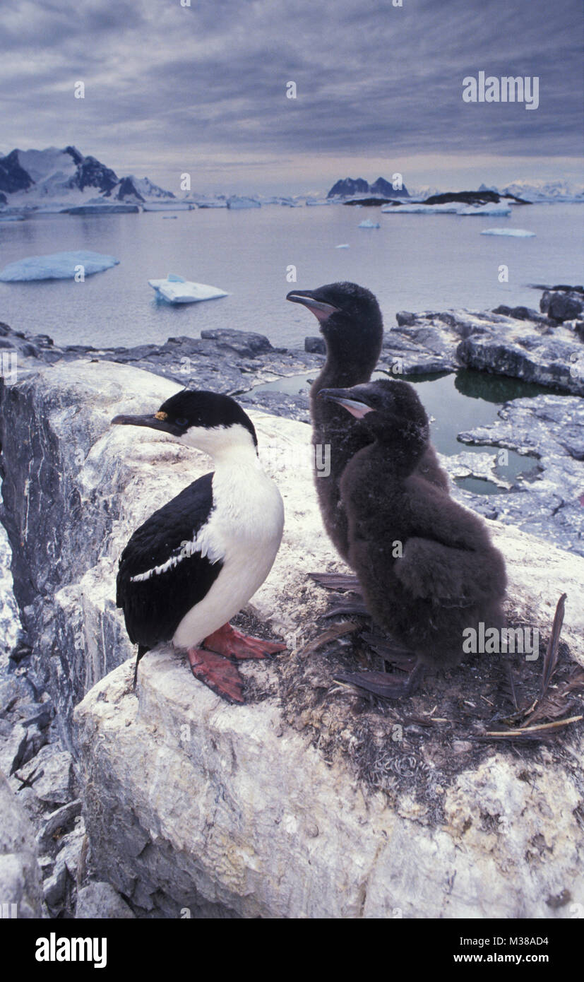 Der Antarktis. Nistplatz von Blue-eyed Kormoran oder imperial Shag (Dendrocopos atriceps) und Junge, Hühner. Stockfoto