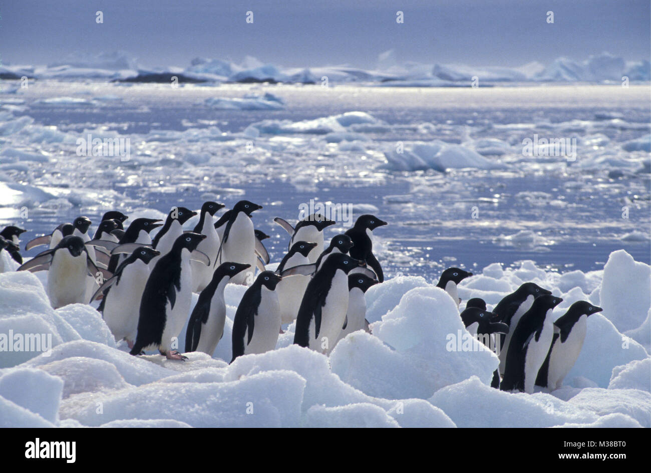 Der Antarktis. Landschaft der schwimmende Eisberge und Packeis und Scholle mit Adelie Pinguine (Pygoscelis adeliae). Stockfoto