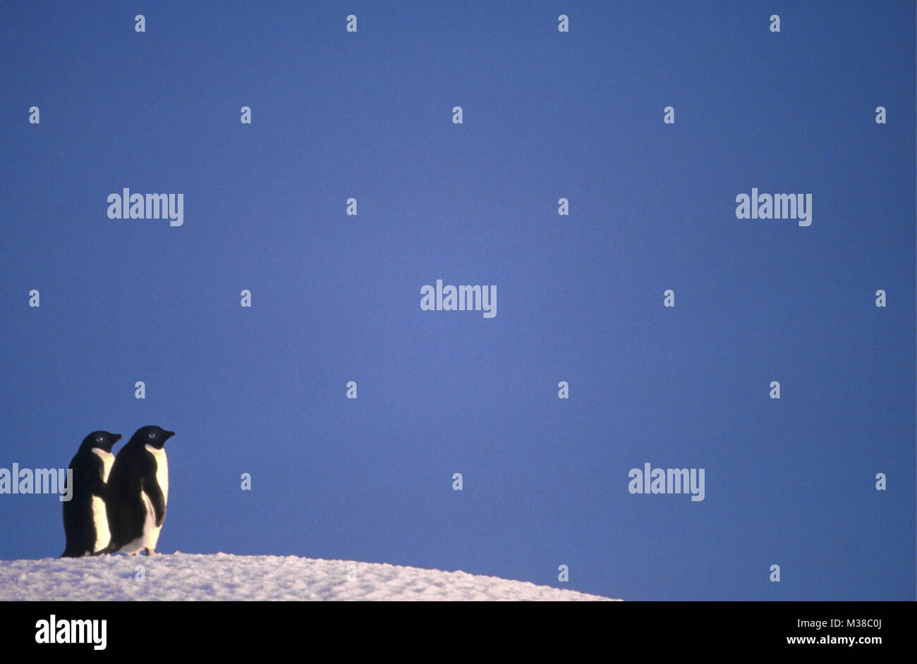 Der Antarktis. Adelie Pinguine (Pygoscelis adeliae) stehend auf eisbergs. Stockfoto