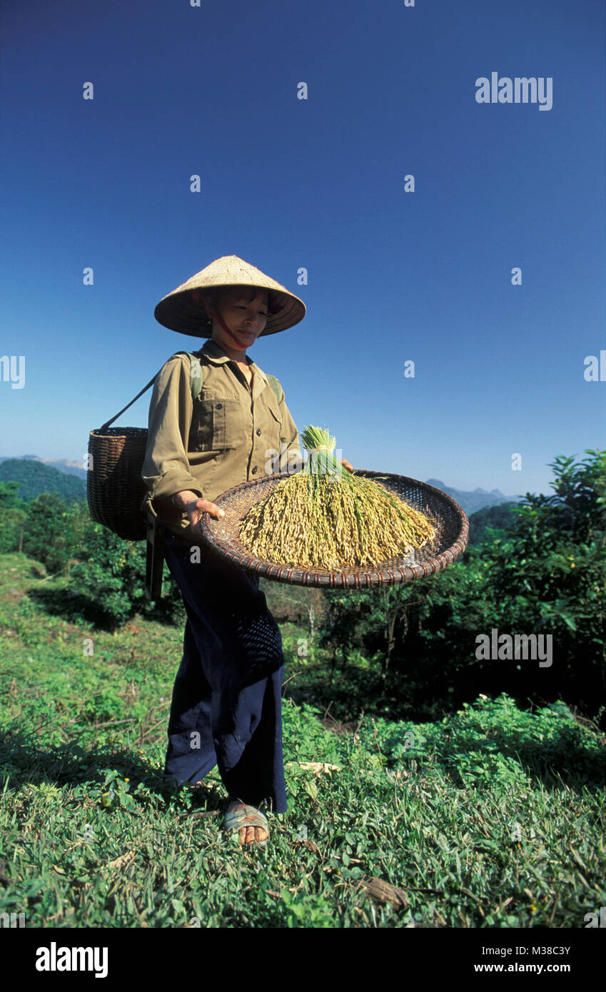 Vietnam. In der Nähe von Mai Chau. Frau von Dao Bergvolk mit konischen Hut Reis angezeigt. Porträt. Stockfoto