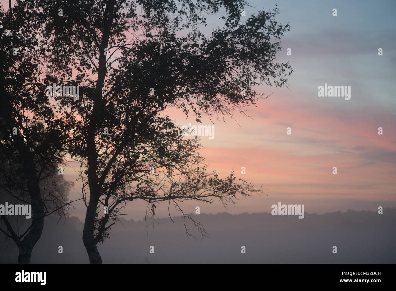 Am frühen Morgen Szene an Westleton Heide, Suffolk, England, Vereinigtes Königreich Stockfoto