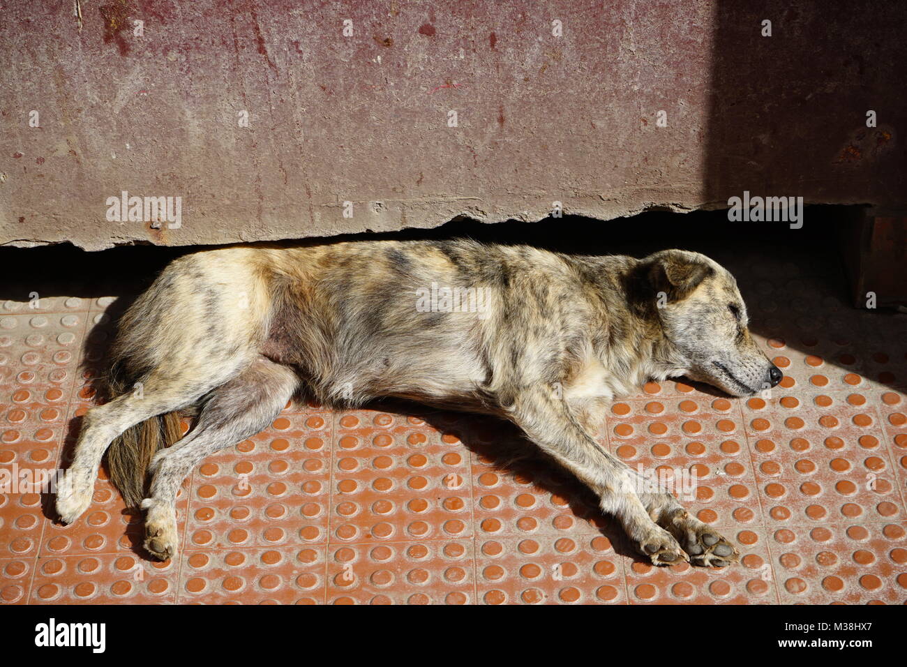 Dünner Hund Stockfotos &amp; Dünner Hund Bilder Alamy