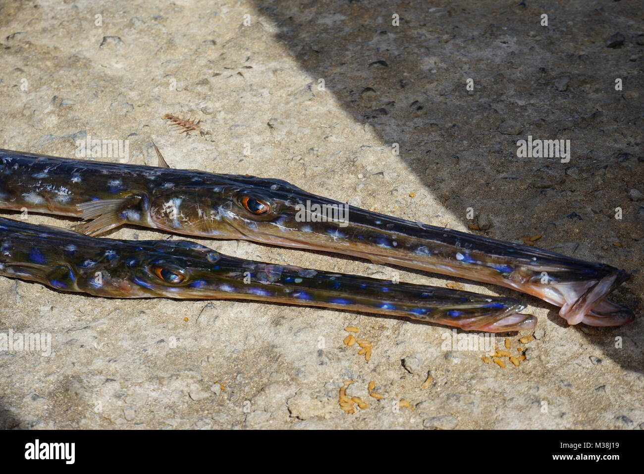 Fistularia tabacaria Fotos und Bildmaterial in hoher Auflösung Alamy