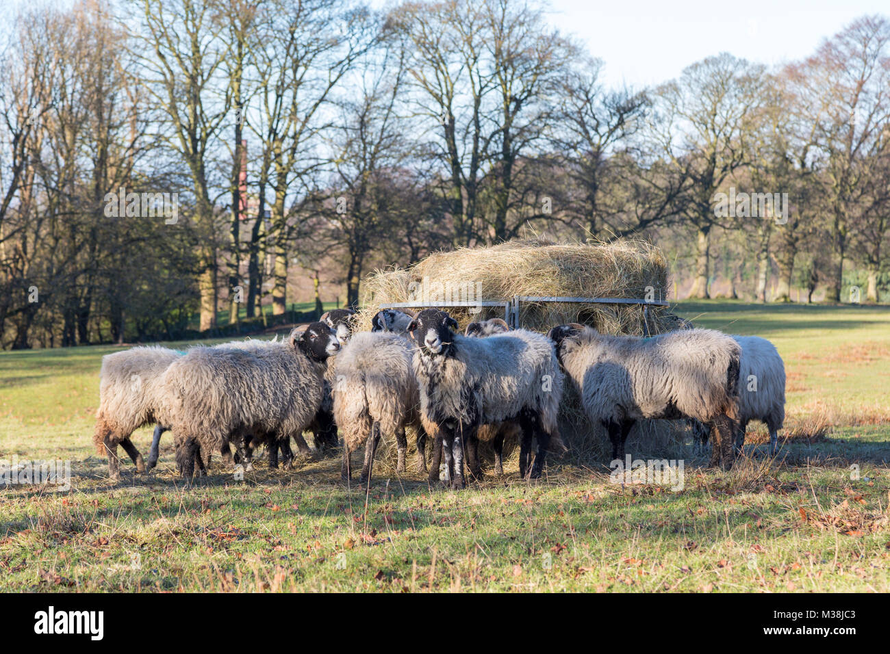 Eine Gruppe von swaledale Schafe Heu Essen in der Mitte des Peak District. Stockfoto