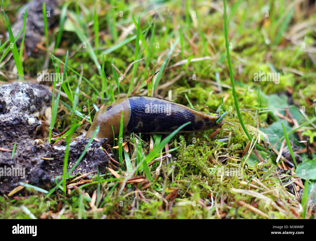 Grüne und schwarze Slug im Gras Stockfoto