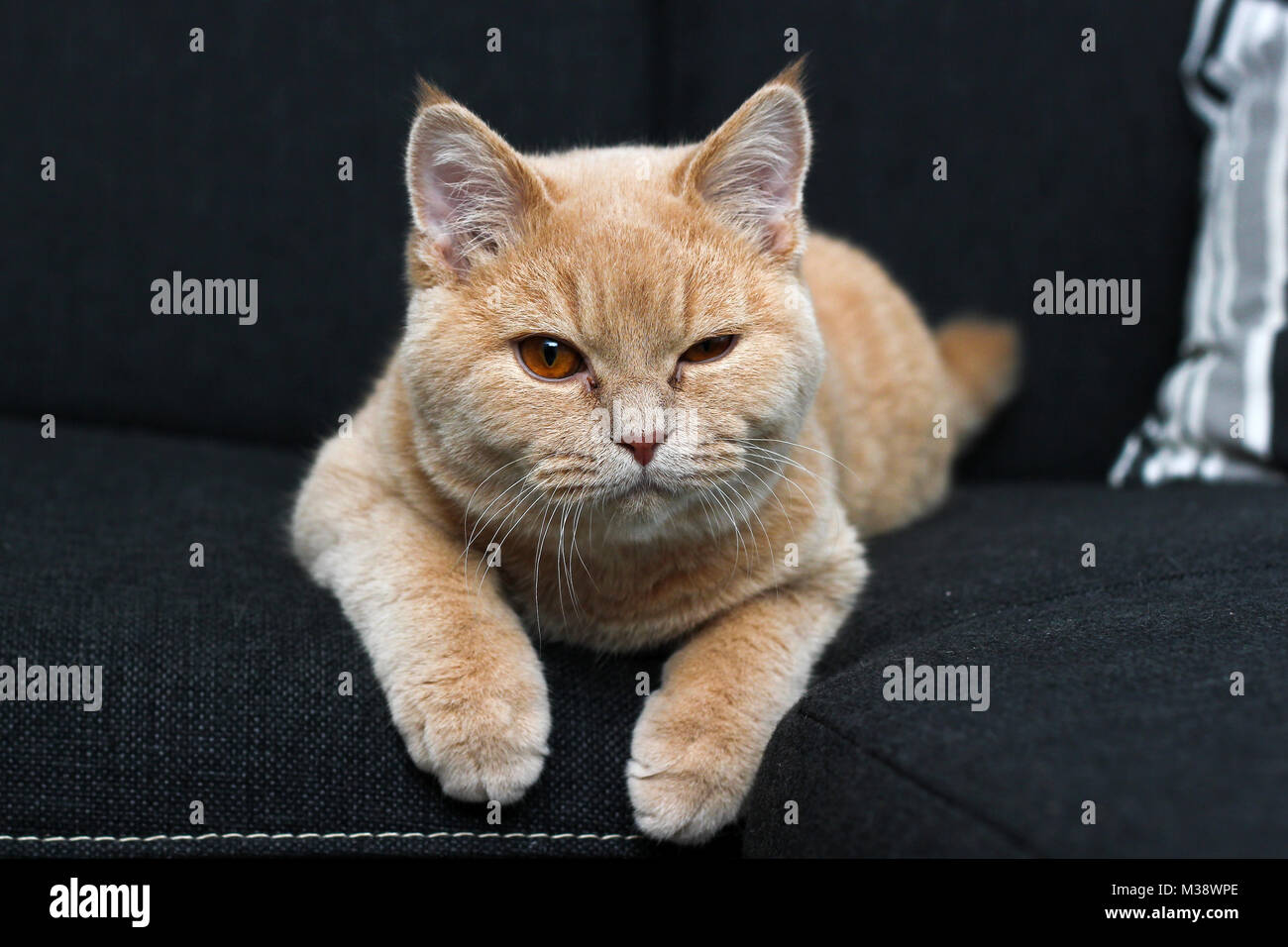 Eine süße Katze liegt auf dem Sofa und sie blinken. Stockfoto