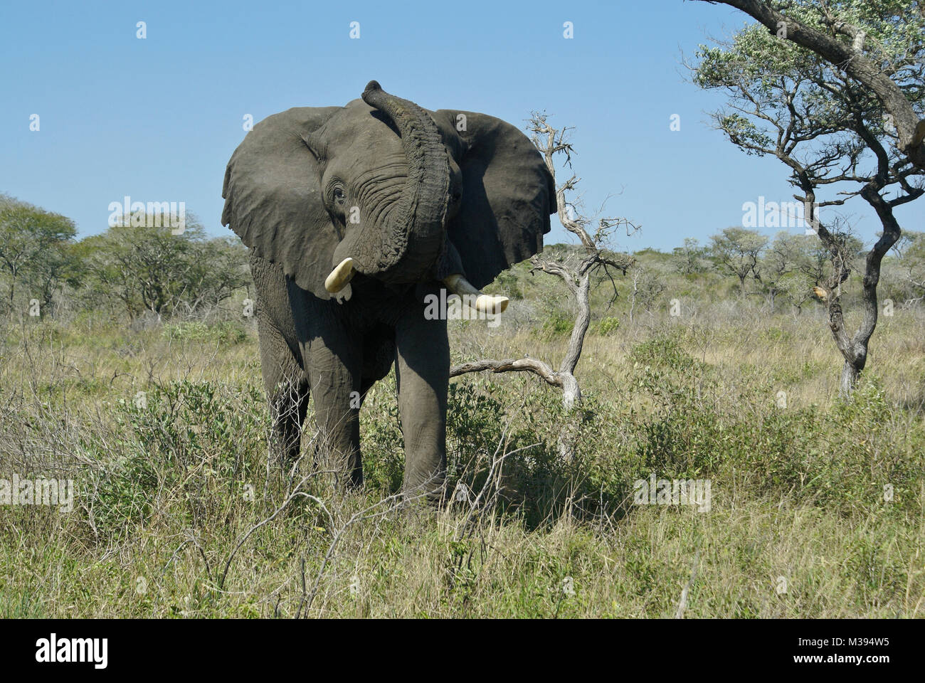 Stier Elefant, Rüssel, Tembe National Elephant Park, Kwazulu-Natal, Südafrika Stockfoto