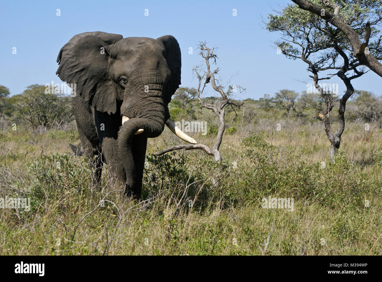 Bull elephant ruhende schwere Koffer auf einem Tusk, Tembe National Elephant Park, Kwazulu-Natal, Südafrika Stockfoto