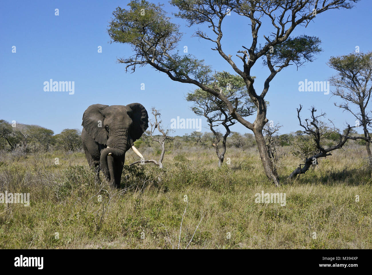 Bull elephant ruhende schwere Koffer auf einem Tusk, Tembe National Elephant Park, Kwazulu-Natal, Südafrika Stockfoto