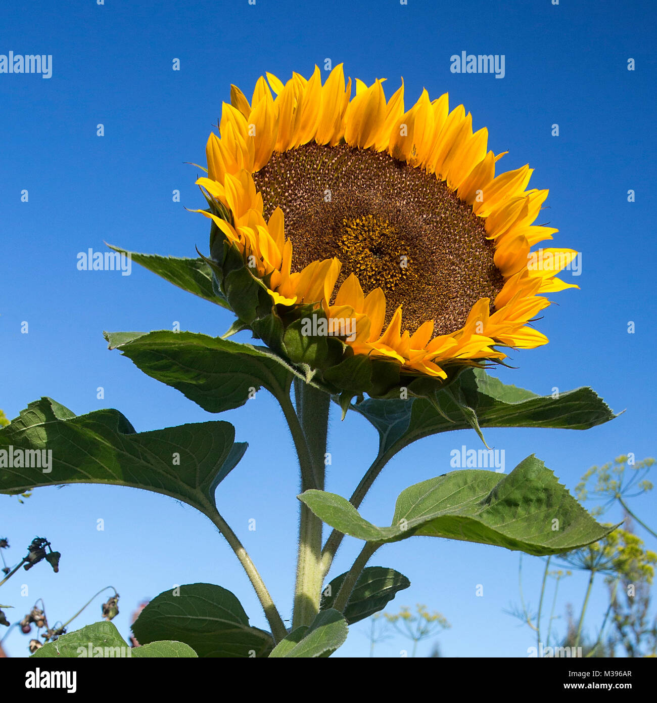 Helianthus annuus - eine Sonne - Sonnenblume im Mittleren Dorset UK Stockfoto