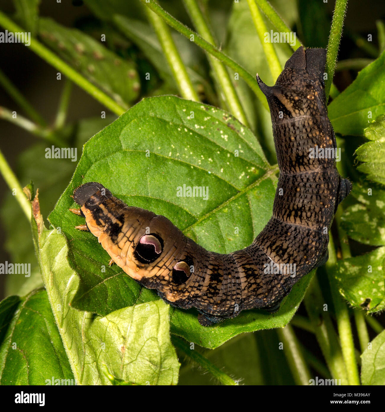 Caterpillar der Elephant Hawk-Moth mit falschen Augen Stockfoto