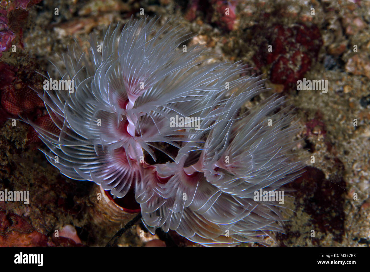 Herrliche tube Worm (Sabellastarte magnifica). Puerto Galera, Philippinen Stockfoto