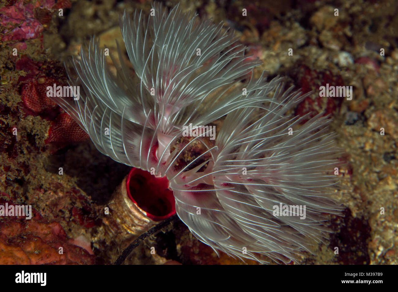 Herrliche tube Worm (Sabellastarte magnifica). Puerto Galera, Philippinen Stockfoto