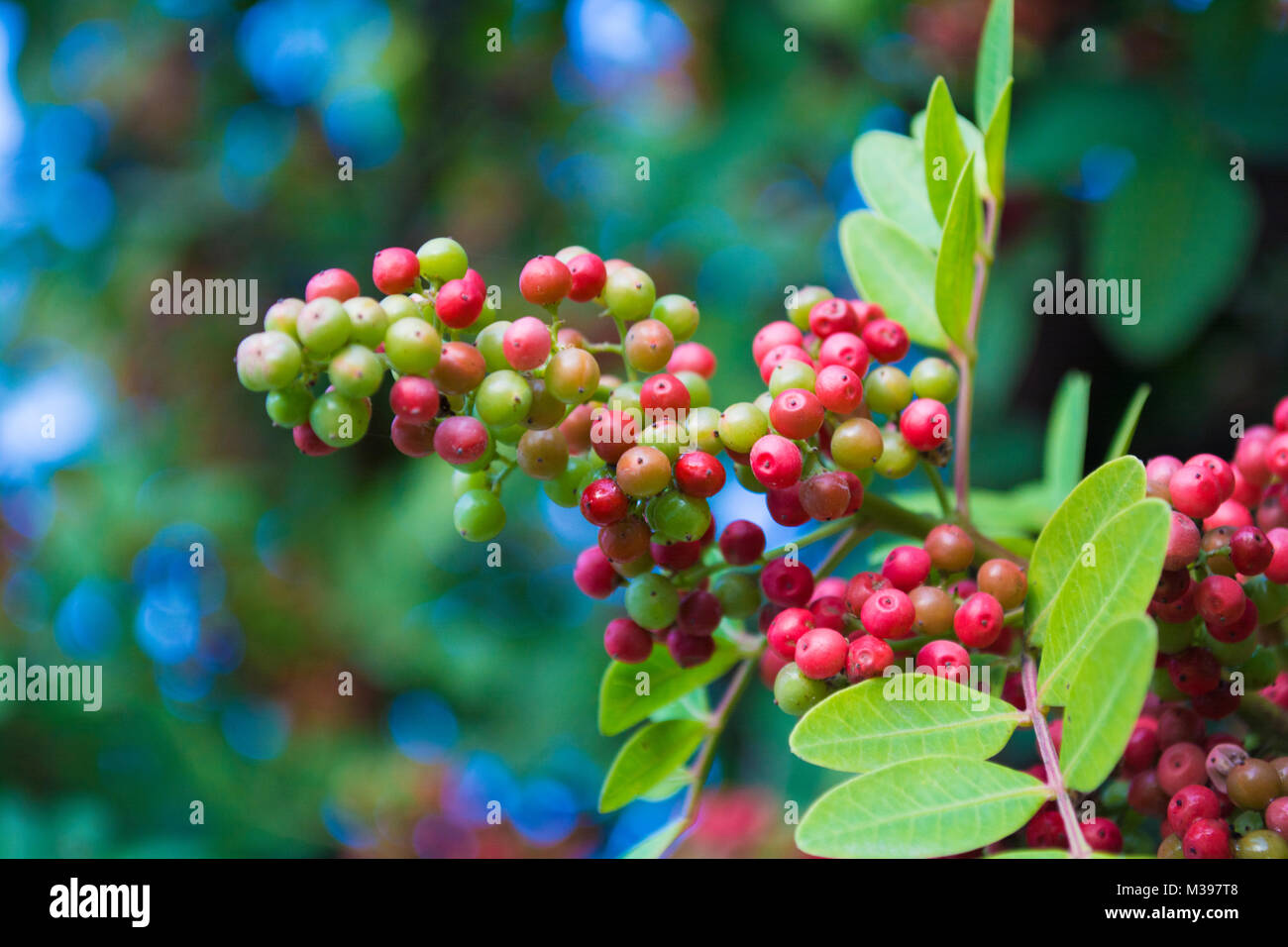 Ein Cluster von wilden Roten Beeren Stockfoto