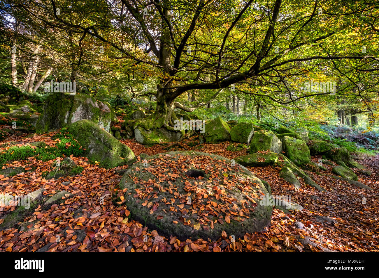Abgebrochene Mühlstein im Herbst, padley Schlucht, Grindleford, Nationalpark Peak District, Derbyshire, England, Großbritannien Stockfoto