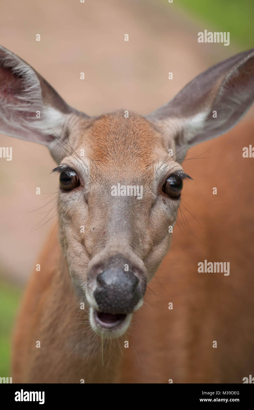 Doe Whitetail Deer in den Poconos Pennsylvania Stockfoto