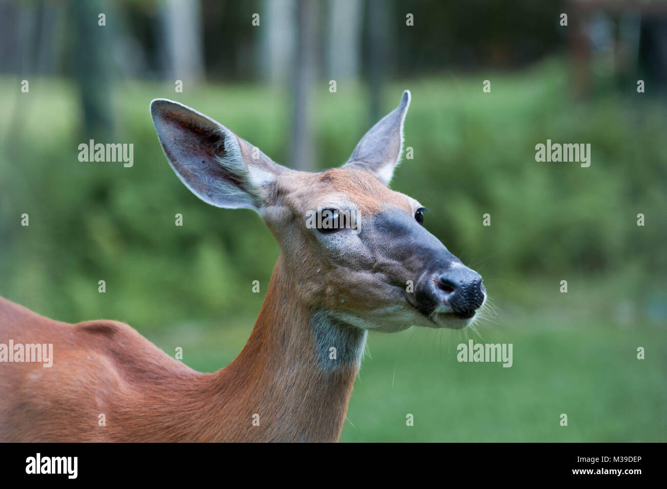 Doe Whitetail Deer in den Poconos Pennsylvania Stockfoto