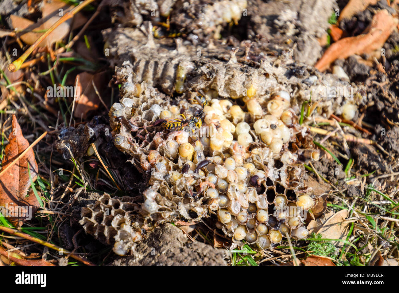 Vespula vulgaris. Die Hornet Nest zerstört. Stockfoto