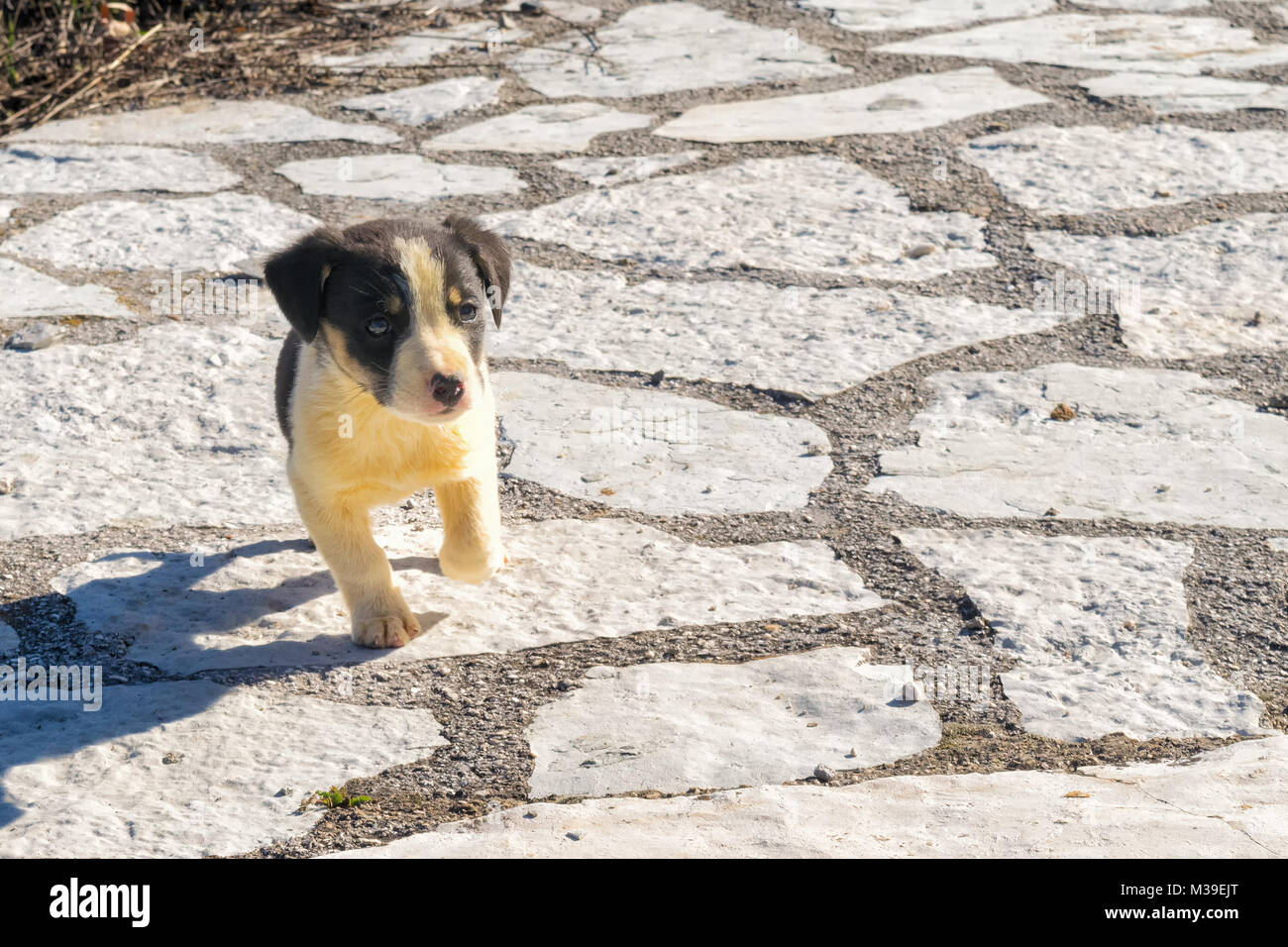 Cute Baby Schäferhund portrait. In der Nähe suchen. Stockfoto