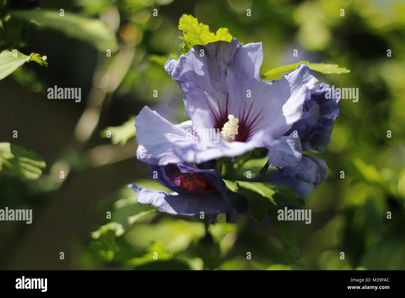 Blau Lila Hibiskus Blume Stockfoto