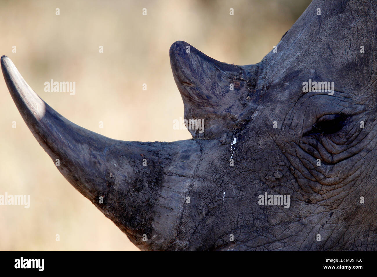 Nahaufnahme von Rhino Horn in der Natur in Südafrika Stockfoto