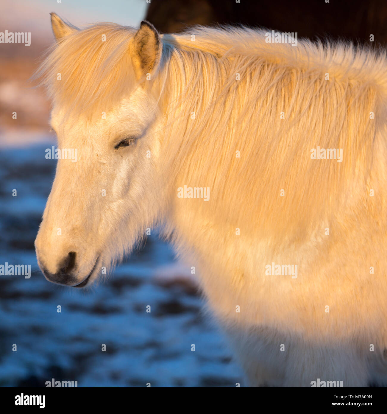Porträt der schönen weißen Islandpferd unter natürlichen Sonnenaufgang Licht. Stockfoto