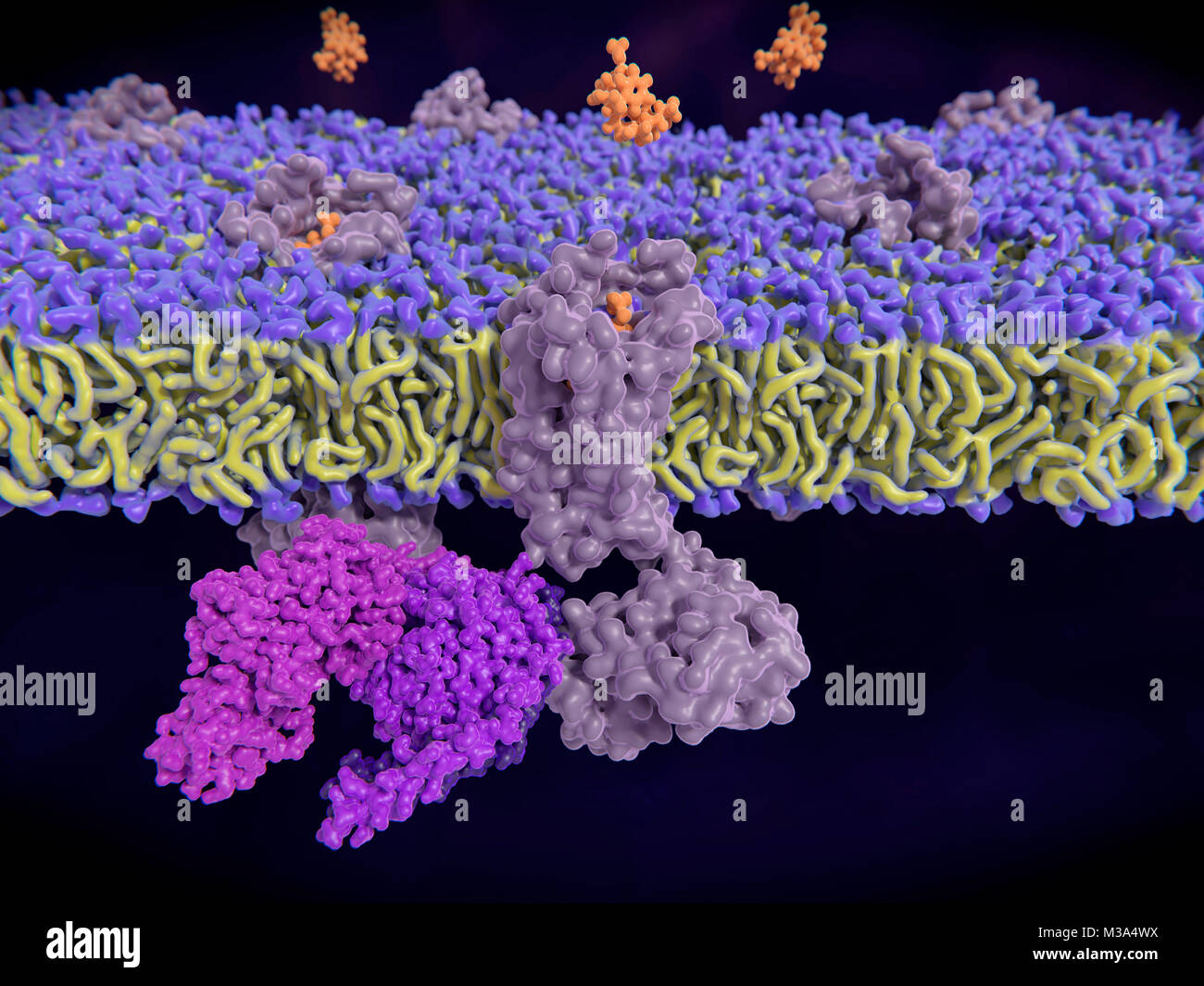 Enkephalin bindenden Rezeptor opioid. Computer Abbildung: enkephalin Moleküle (orange) Bindung an Delta-Opioidrezeptoren (grau) in einer Zellmembran (lila und gelb). Enkephalins sind Opioide Peptide. Die Bindung von Endorphin, der den Delta Opioidrezeptor führt zur Aktivierung eines G-Protein (hell lila) und eine Signalkaskade, die analgetische und antidepressive Effekte. Stockfoto