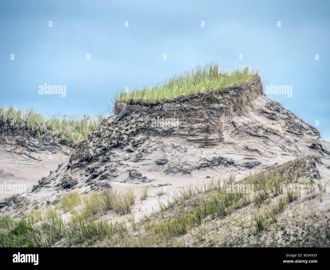 Dune Formationen mit Gras bedeckt und Pinien, beweglichen dune Wydma Czolpinska im Slowinski-nationalpark zwischen Rowy und Leba, Ostsee, Pola Stockfoto