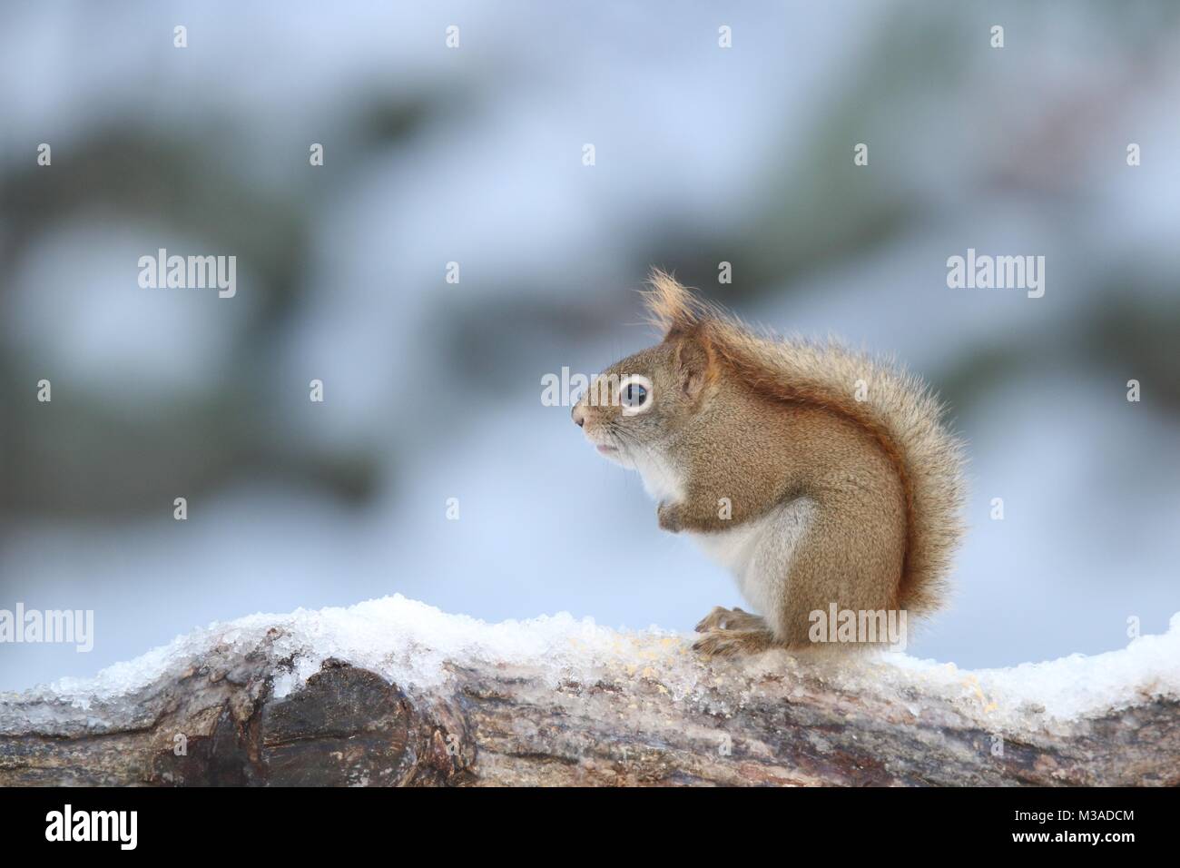 Ein wenig Amerikanische rote Eichhörnchen Tamiasciurus hudsonicus Sitzen auf einem schneebedeckten Zweig an einem kalten Wintertag Stockfoto
