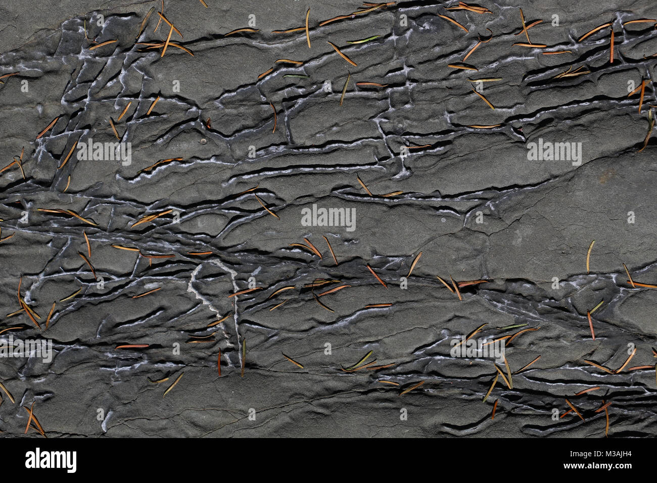 Braun Tannennadeln über schwarzen Sedimentgestein Oberfläche, hat wenig flachen unregelmäßige Kanäle, durch es Coursing zerstreut; guter Hintergrund. Natur Stockfoto