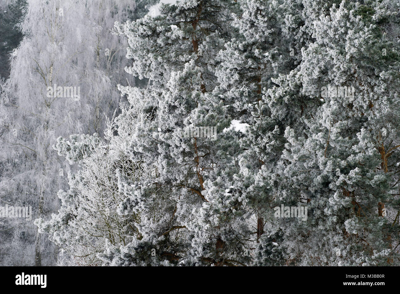 Wiezyca, Polen. 10. Februar, 2018. Winter in Polen. 10. Februar 2018 © wojciech Strozyk/Alamy leben Nachrichten Stockfoto