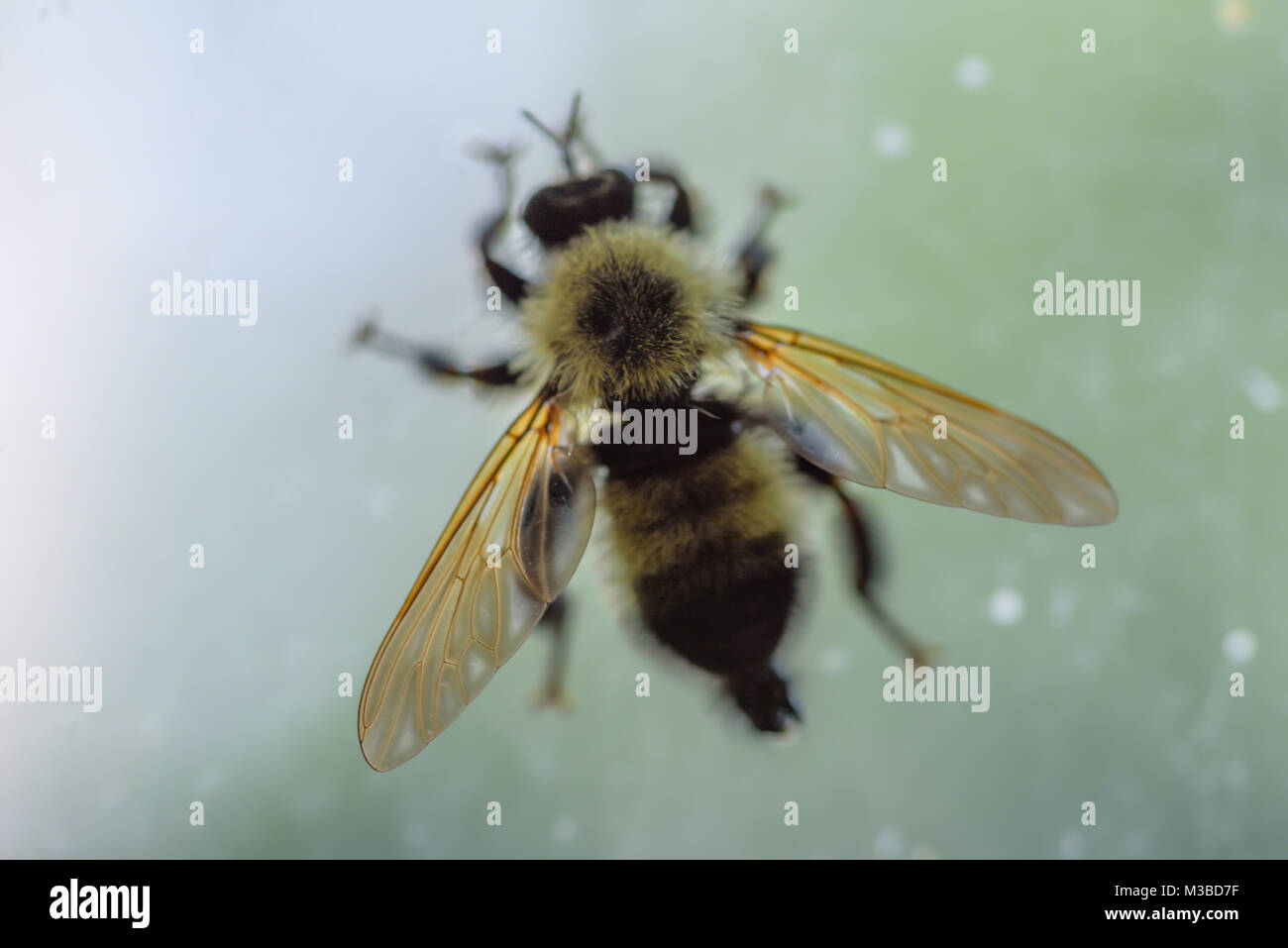 Makro Nahaufnahme von einer einzelnen Biene auf Fenster mit diffusem Licht Stockfoto