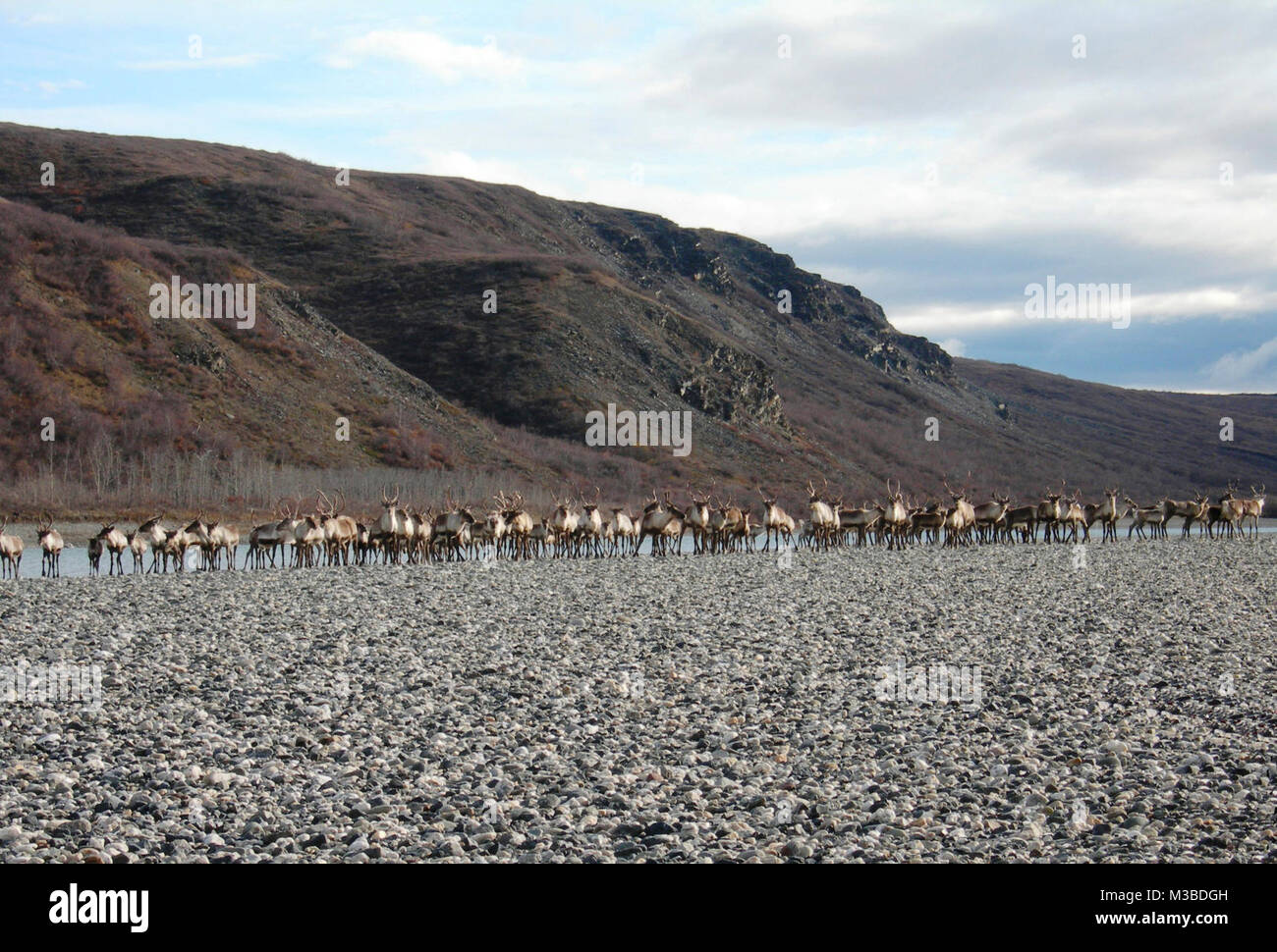 Eine Gruppe von Caribou sind Sie bereit, über den Noatak Fluss zu schwimmen, in Richtung Süden auf Ihren Fall Migration. Dies ist ein kleiner Teil der westlichen Arktis Caribou Herde, welche Zahlen über 300.000. Stockfoto